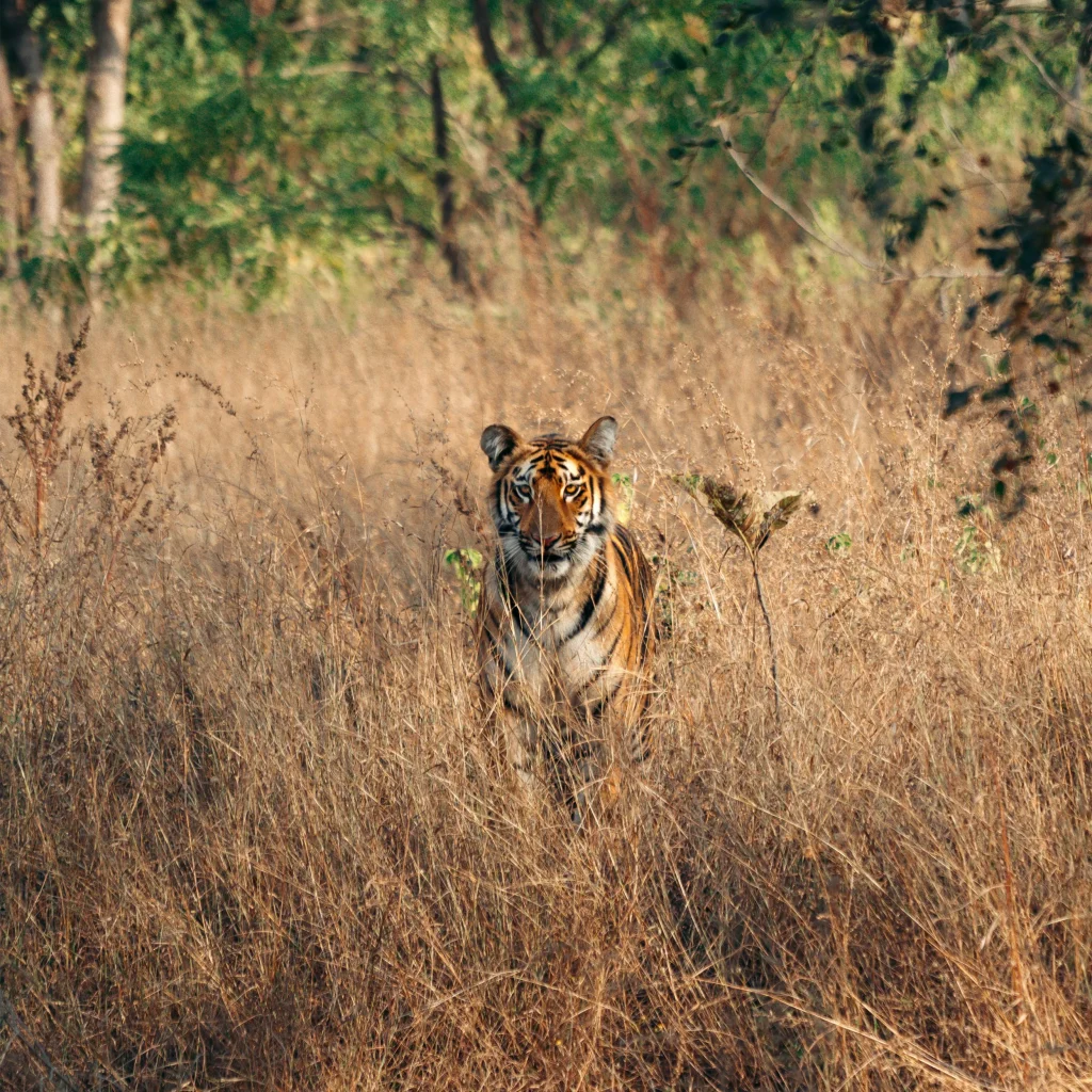 Sundarban Wildlife