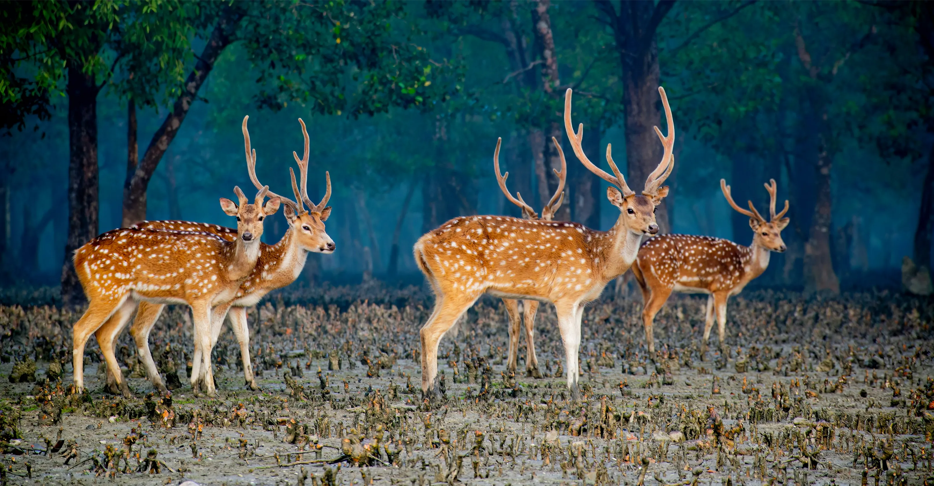 Sundarban Widlife