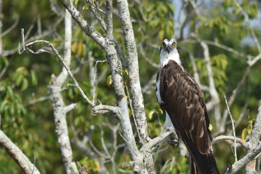 Bangladesh Birding Tour