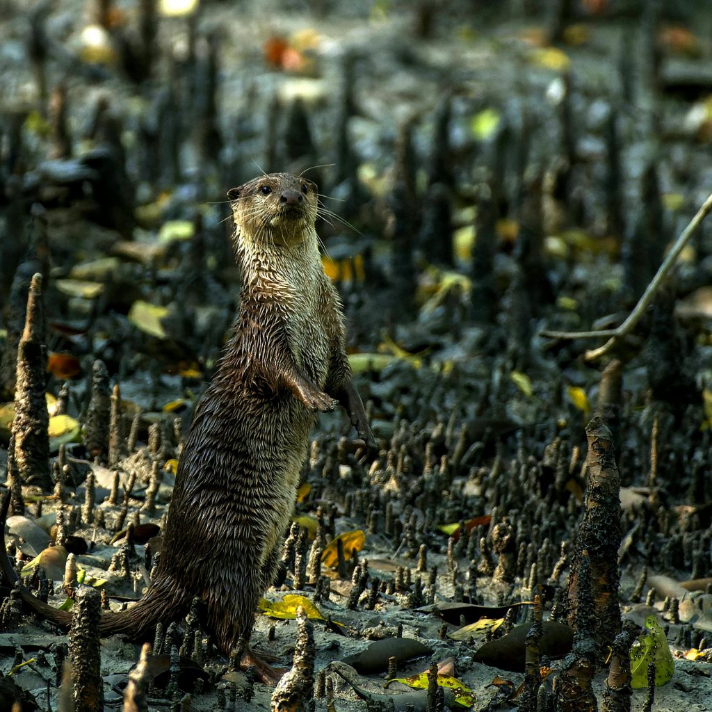 best time to visit Sundarbans