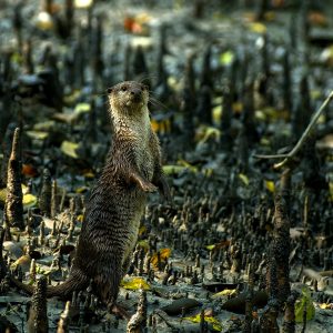 best time to visit Sundarbans