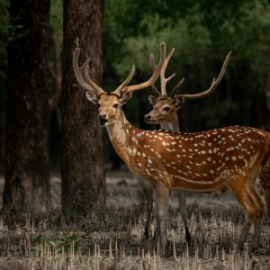 Sundarbans tour Bangladesh