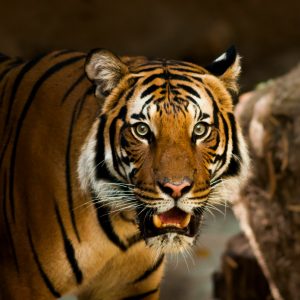 Sundarbans travel guide