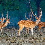 Sundarbans Tour Guide: 7 Essential Tips Before Visiting the Largest Mangrove Forest