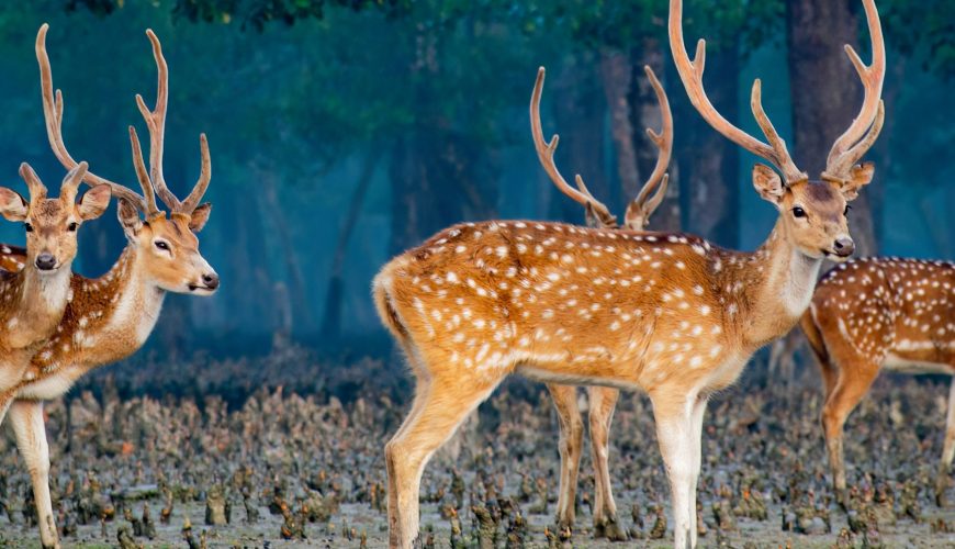 Sundarbans Tour Guide: 7 Essential Tips Before Visiting the Largest Mangrove Forest