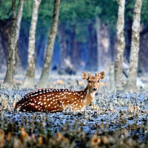 Sundarbans tour guide