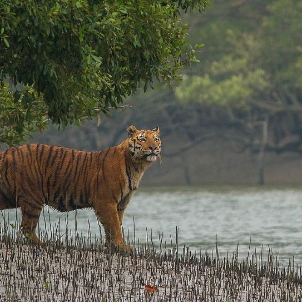 A Royal Bengal Tiger drinking water in the Sundarbans mangrove forest; Western Hoolock Gibbons in Lawachara National Park; A houseboat cruising through Tanguar Haor at sunset