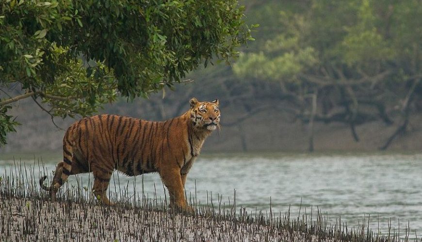 A Royal Bengal Tiger drinking water in the Sundarbans mangrove forest; Western Hoolock Gibbons in Lawachara National Park; A houseboat cruising through Tanguar Haor at sunset