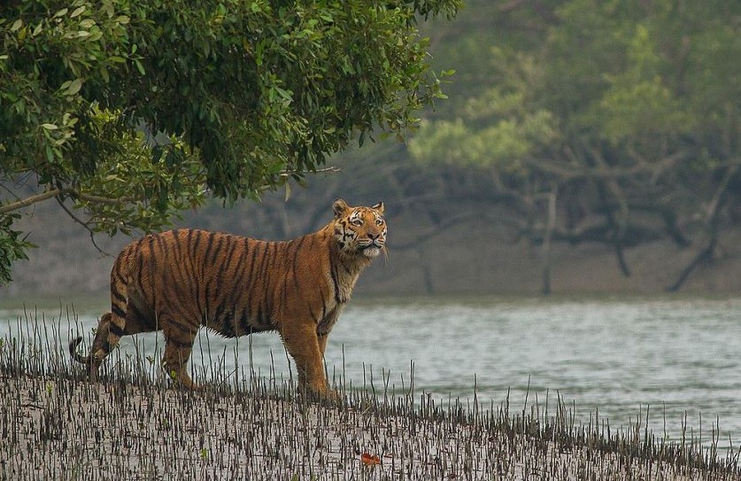 A Royal Bengal Tiger drinking water in the Sundarbans mangrove forest; Western Hoolock Gibbons in Lawachara National Park; A houseboat cruising through Tanguar Haor at sunset